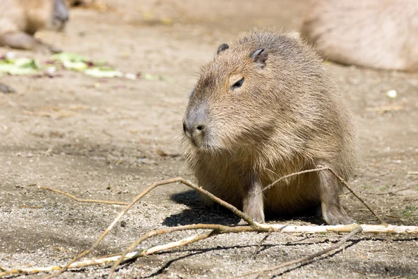 Capybara — стокове фото