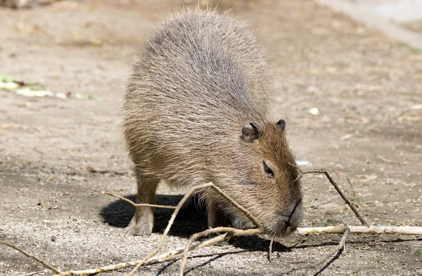 Capybara — стокове фото