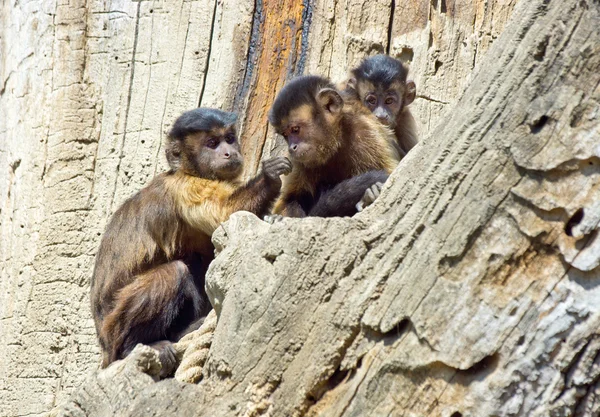 Kapucynów małpy rodziny — Zdjęcie stockowe