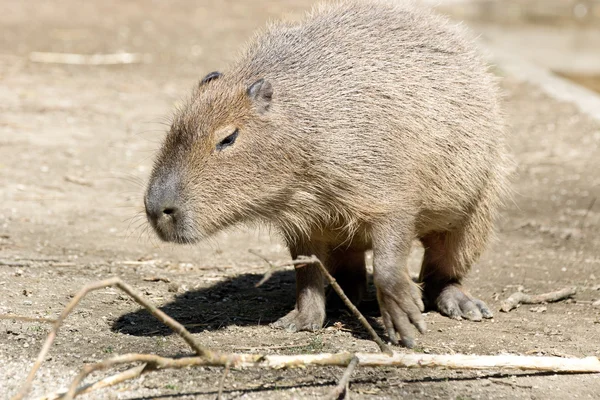 Capybara — стокове фото