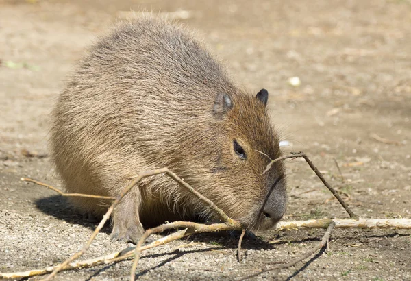 Capybara — стокове фото