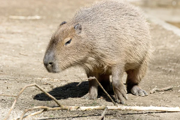 Capybara Photos De Stock Libres De Droits