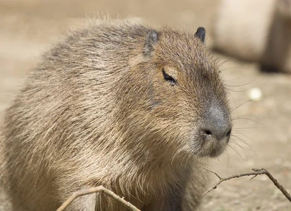 Capibara — Stockfoto