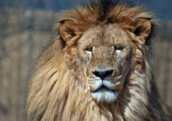 León. — Foto de Stock