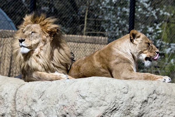 Lions — Stock Photo, Image