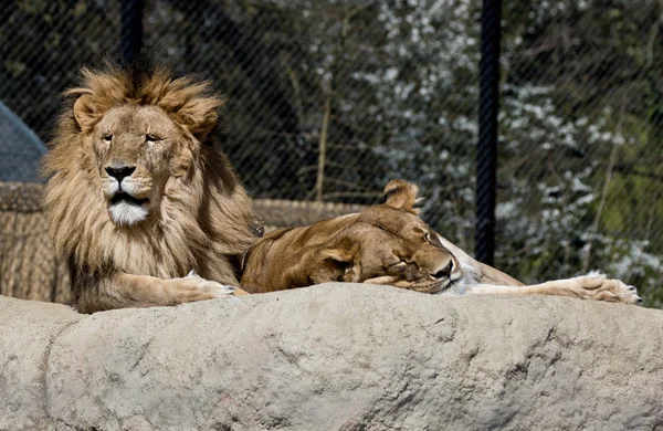 Leones —  Fotos de Stock