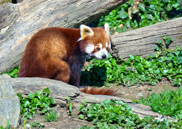 红熊猫 — 图库照片