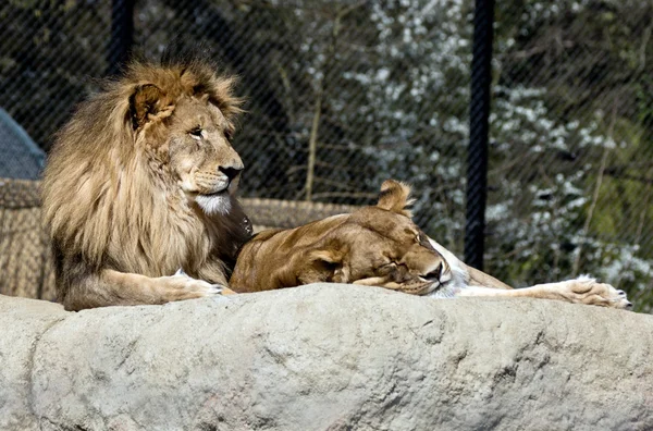 Lions — Stock Photo, Image