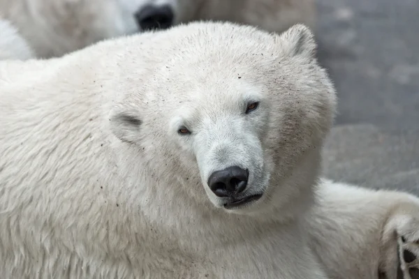 Oso polar — Foto de Stock