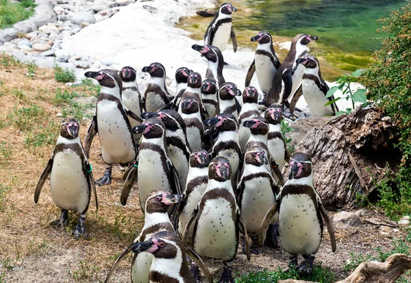 Humboldt pingviner — Stockfoto