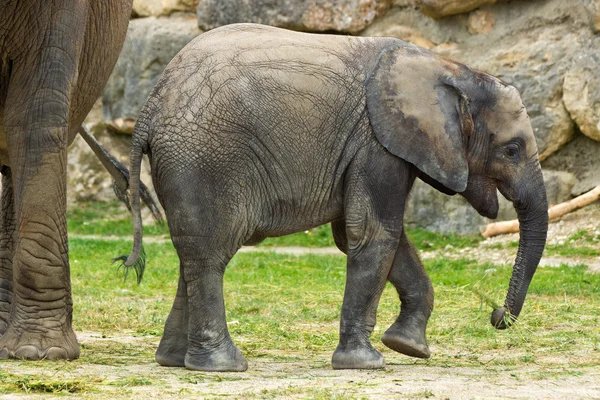 Dítě slon africký — Stock fotografie