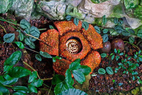 Rafflesia arnoldii