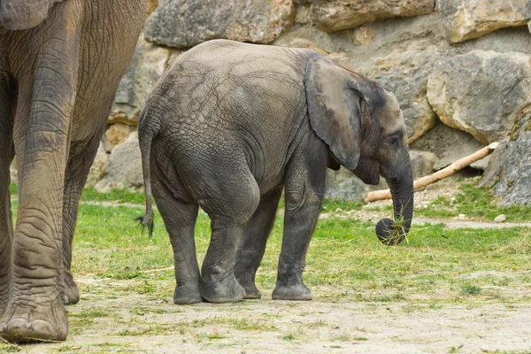 Bébé éléphant africain — Photo