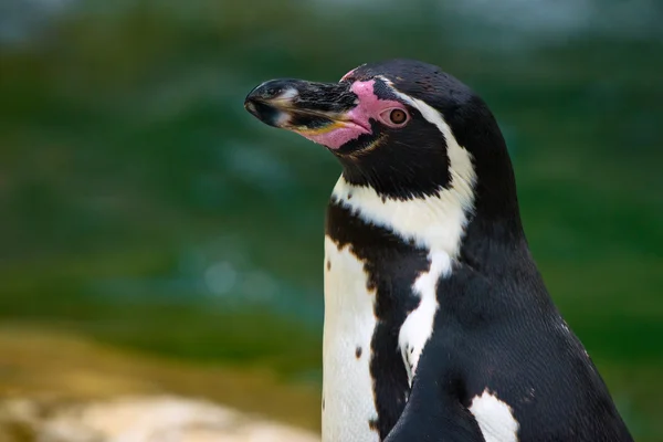 Pinguim Humboldt — Fotografia de Stock