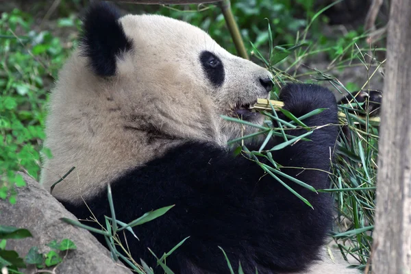 Panda gigante comendo — Fotografia de Stock