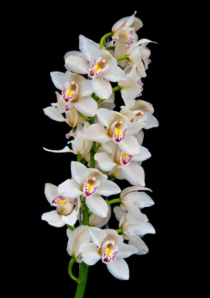Weiße Orchideen lizenzfreie Stockbilder