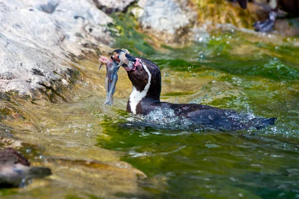 Humboldt penguin Stock Image