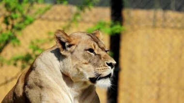 istirahat dişi aslan