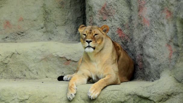 Lioness, panthera leo — стоковое видео