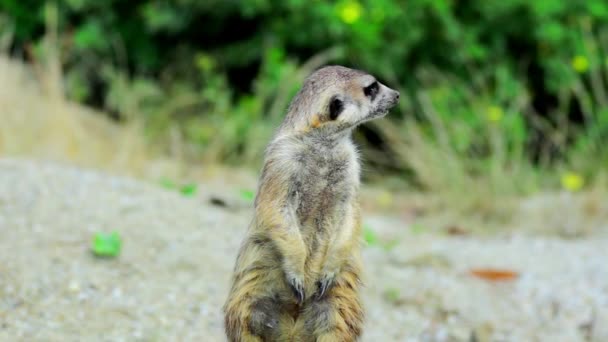 Etrafa meerkat — Stok video