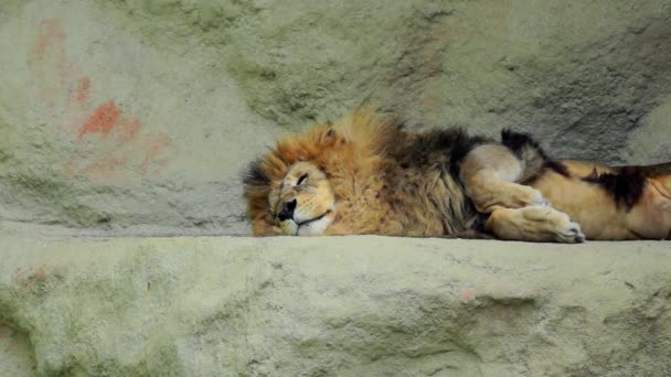 Löwenmännchen ruht auf dem Felsen — Stockvideo