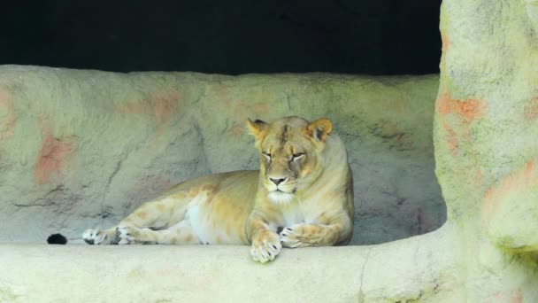 Lioness, panthera leo — стоковое видео