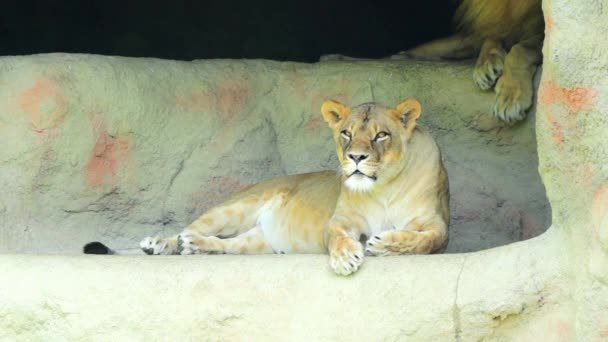 Lioness, panthera leo — стоковое видео