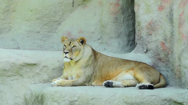 Lioness resting — Stock Video