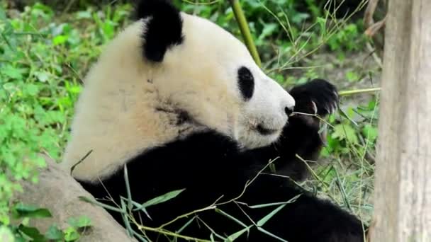 Grote panda — Stockvideo