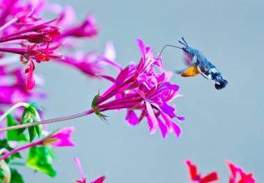 hummingbird moth clipart