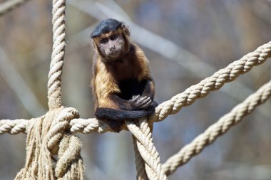 capuchin maymunu