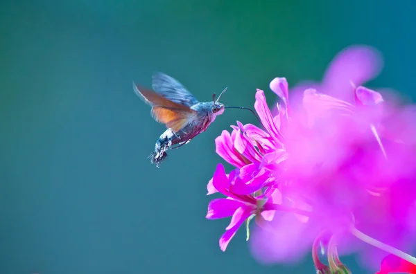 Hummingbird traça — Fotografia de Stock