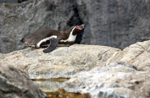 Pinguim Humboldt — Fotografia de Stock