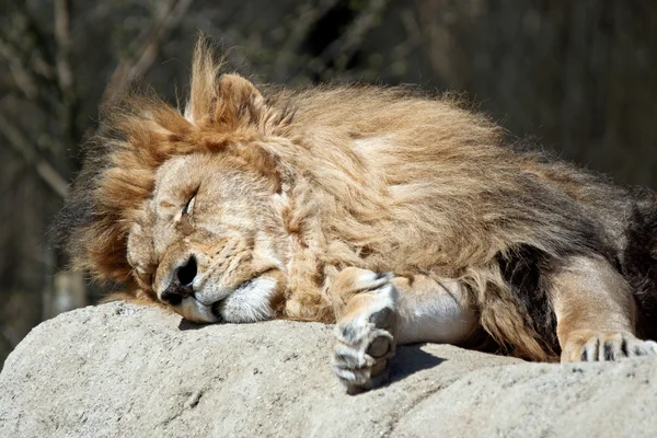 León durmiendo — Foto de Stock