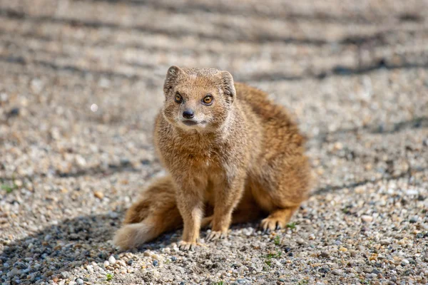 Mongoose — Fotografie, imagine de stoc