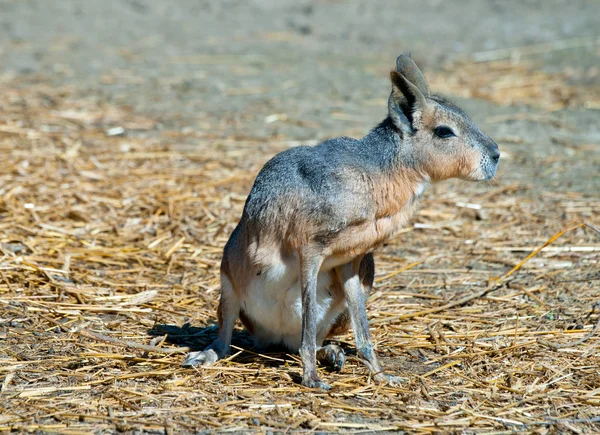 Patagonische mara — Stockfoto