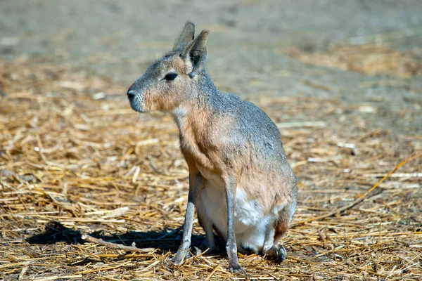 Mara patagónica — Foto de Stock