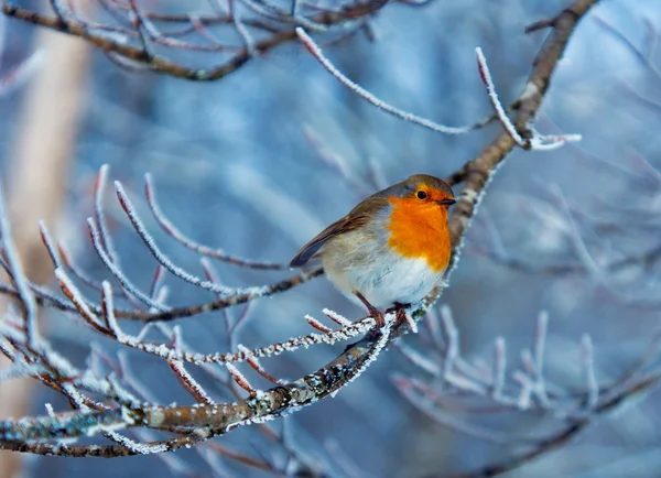 Red robin in winter — Stock Photo, Image