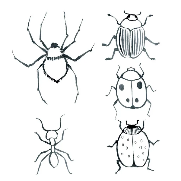 딱정벌레 빈티지 수채화 손으로 천연색 — 스톡 사진