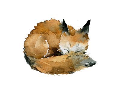 Tilki suluboya uyur.