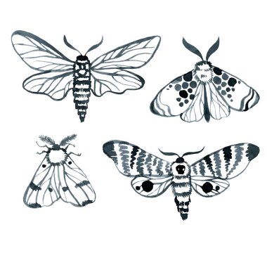 Mavi gece güvesi, çivit kelebeği suluboya resim, el çizimi, beyaz arka planda doğal izole.