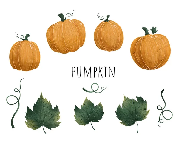 Zestaw jesień dynia, liście, ręcznie rysunku sztuki — Zdjęcie stockowe