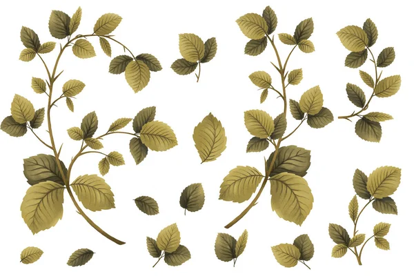Ahududu Bitkisi Yapraklar Dal Çizimi — Stok fotoğraf