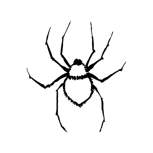 Spinnen Vector Inkt Schets Hand Tekening Silhouet Illustratie — Stockvector