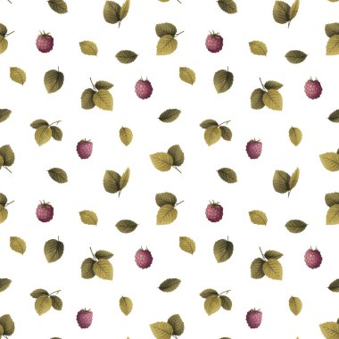 Ahududu bitkisi, yaprak ve böğürtlen dalı, pürüzsüz desen, çizim