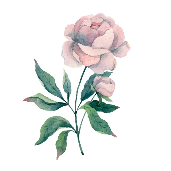 Różowy bukiet piwonia kwiat i liście, rysunek akwarela, ilustracja — Zdjęcie stockowe