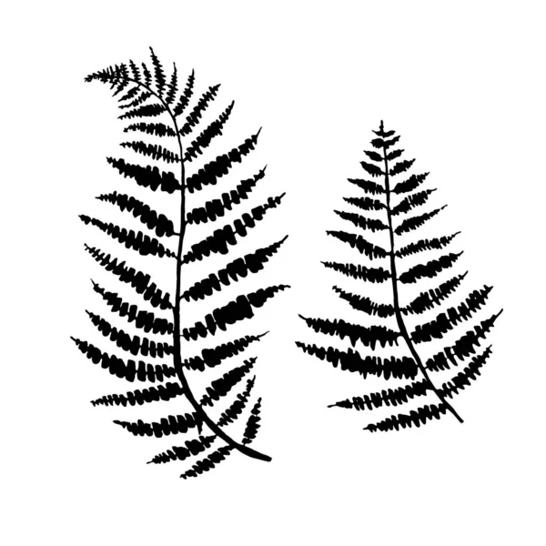eğreltiotu yaprağı vektörü, mürekkep bitkisi çizimi, el çizimi, siyah siluet çizimi