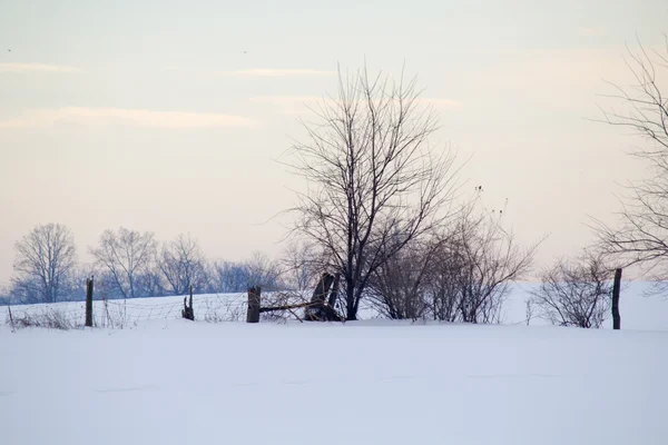 Fencerow em Cena de Inverno — Fotografia de Stock