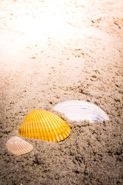Conchiglie colorate in sabbia sulla spiaggia — Foto Stock