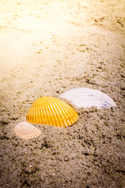 Conchiglie colorate in sabbia sulla spiaggia — Foto Stock